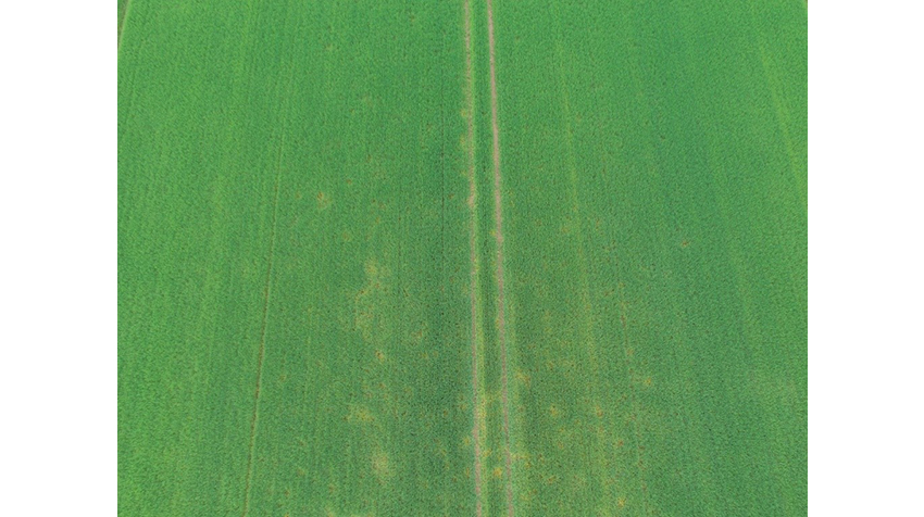 Behandlet hhv. ubehandlet vinterbyg på lokaliteten Rodskov på Djursland.