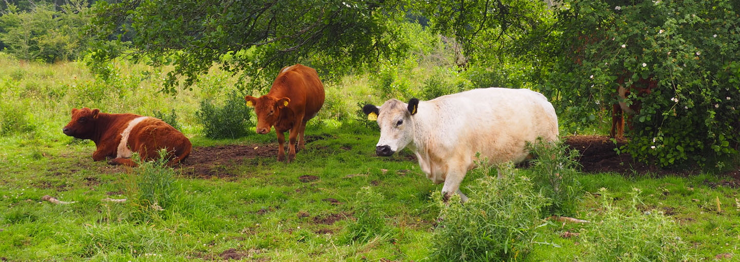 Nyttig viden til lodsejere og landmænd, der viser interesse for natur, biodiversitet og naturpleje. 