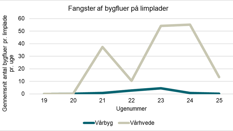 Fangster af bygfluer på limplader fra uge 19 til 25. Der er opsat 3 limplader pr. mark.