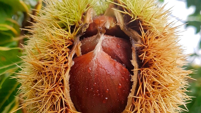 Bouche de Bétizac har virkeligt noget at byde på