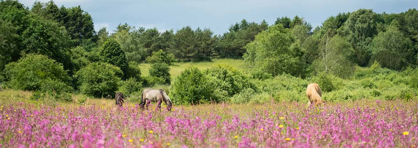 heste går på en mark