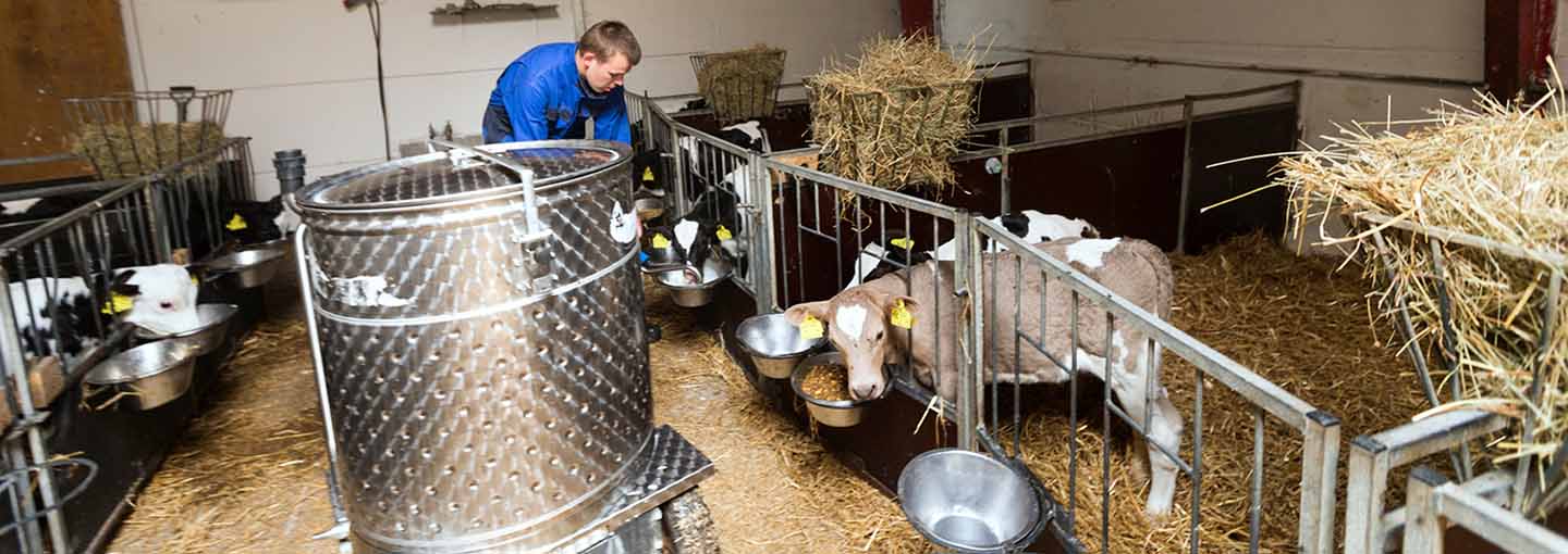 mand fodrer kalve i stalden