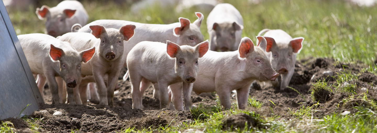 Omlægning til økologisk svineproduktion