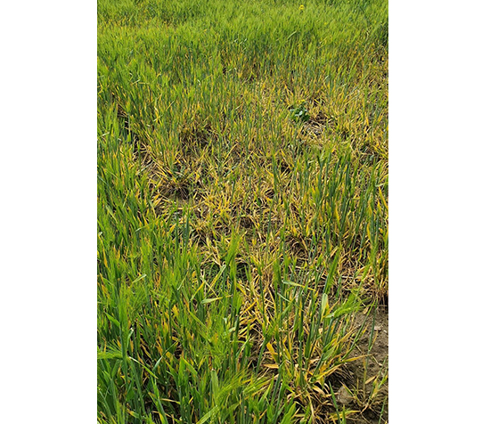 Ubehandlet og i baggrunden behandlet vinterbyg på lokaliteten Snesere.