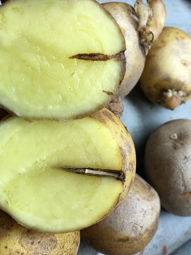 Eksempler på Kvik huller i kartofler. Foto Lars Møller, SEGES.