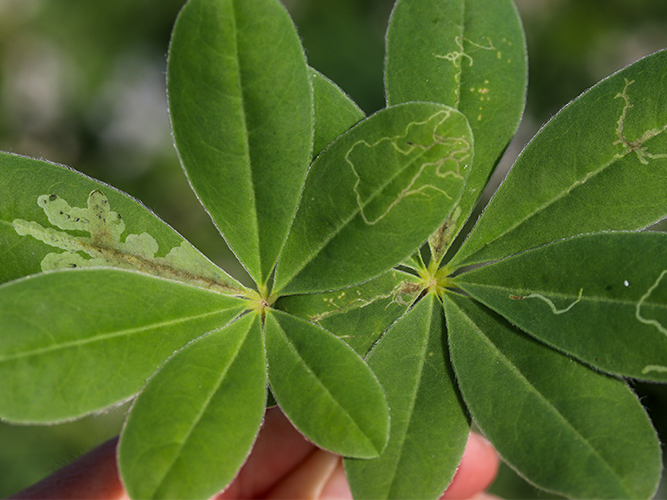 Minérfluer i lupin. Fotograferet 11. juli 2022. Fotograf Ghita Cordsen Nielsen, SEGES.