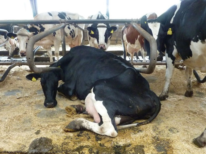 Ko ligger i ældre sengebås