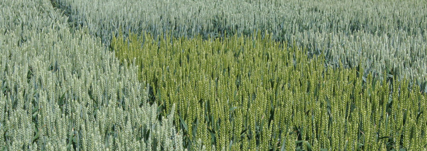 Hvedeforsøg