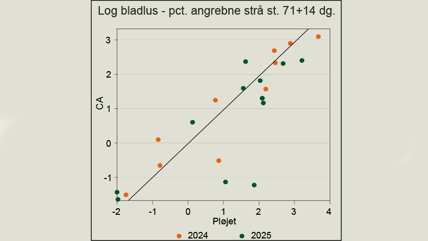 Logaritmen til bladlusangreb (procent angrebne strå inkl. aks) 14 dage efter vækststadie 71 i nabovinterhvedemarker med pløjning hhv. CA-dyrkning i 2024-2025