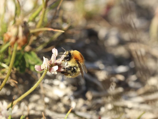 Kvasbunker kan blive et overvintringssted for humlebier