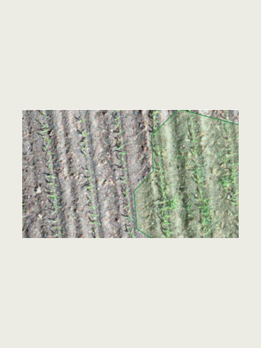 Pletsprøjtning mod hanespore i majs – hvordan er det gået