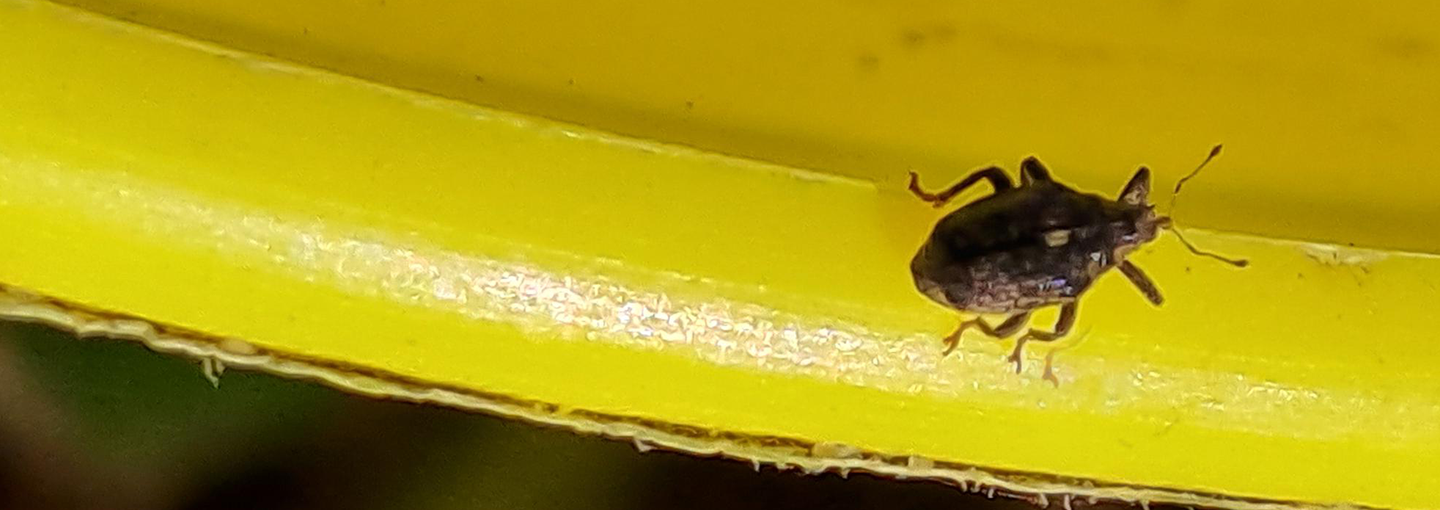 Bladribbesnudebille i fangbakke i registreringsnettet ved Ringkøbing fotograferet 24. marts 2026 af Shabnam Alizadeh Nicolaisen, Vestjysk.  