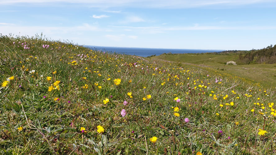 Blomstrende rosetplanter 