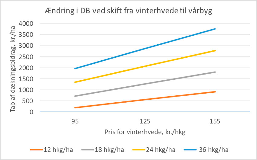 Prisen på vinterhvedes betydning for tabet ved sædskifteændring fra vinterhvede til vårbyg. Prisen for vårbyg er sat 5 kr. pr. hkg lavere end for vinterhvede.