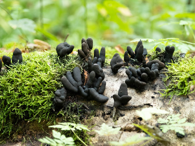 Et nærbillede af sorte svampe - Kølle-stødsvamp - med unikke former, der vokser på en træstamme dækket af grøn mos. Detaljerne fremhæver naturens små vidundere.