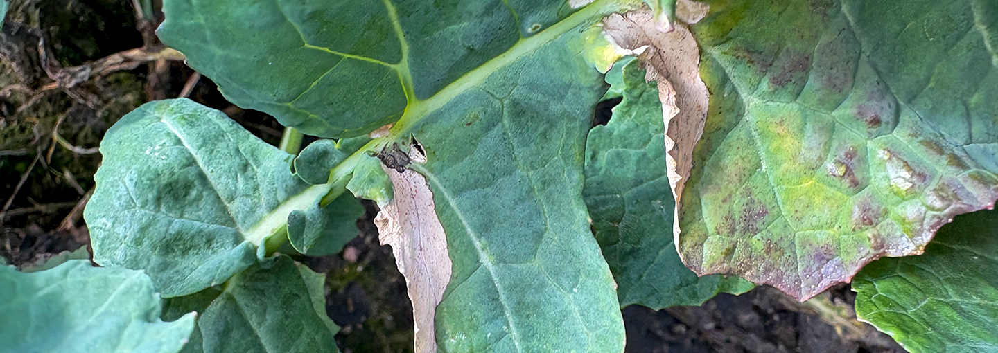 Svidning efter fasthængende gødningskorn på nedre blad i raps fotograferet 7. april 2026 af Ghita Cordsen Nielsen, SEGES Innovation P/S