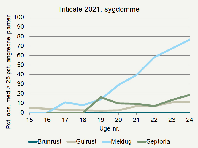 Udviklingen af sygdomme i triticale i registrerings¬nettet 2021. Pct. observationer med over 25 pct. angrebne planter er angivet.