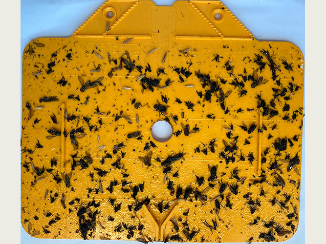 Limplade A1 fra 3. juli 2023 fra Østdansk Landboforening