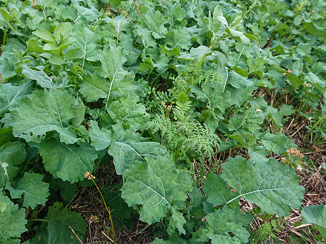 I forsøg 004 blev afgrøderne godt etableret. Her forsøgsled 3 med udlægsblandingen fotograferet 11. oktober 2021 af Line Lund Jensen, Velas.