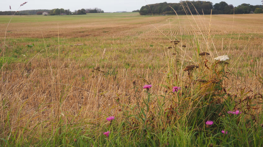 Vejkant med vilde blomster