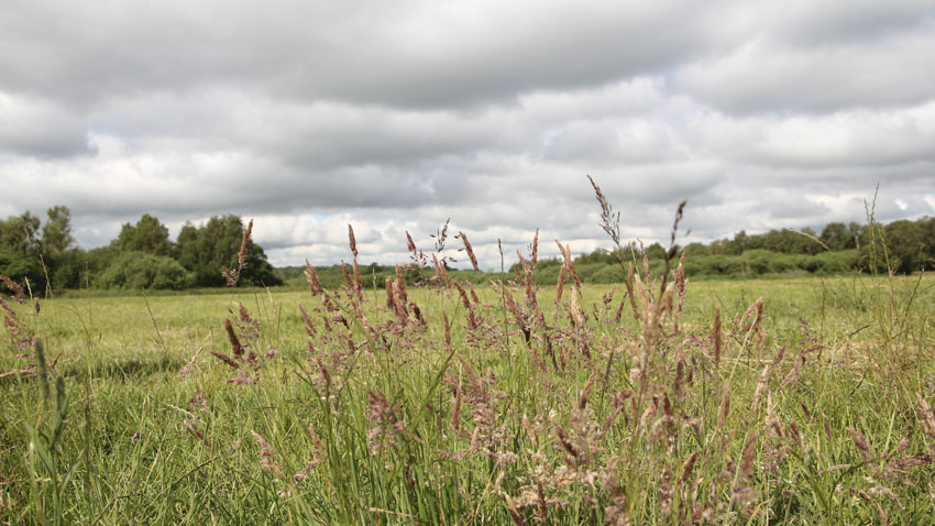 Billede af flere forskellige arter af græsser fra den sydøstlige del af området, nordøst for vandløbet, 0,5 m til grundvandsspejl.