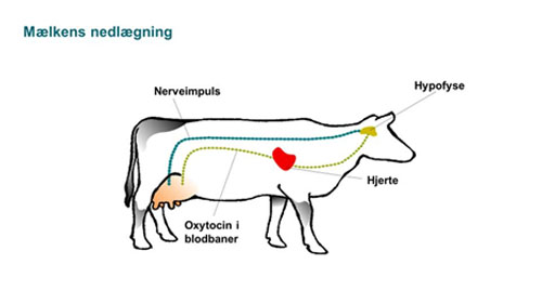 Figur: Ved forberedelsen stimuleres koens yver, så der via en nerveimpuls sendes signal til hypofysen i koens hjerne. Hypofysen udskiller hormonet oxytocin, som med blodet transporteres ud i yvercellerne, som trækker sig sammen, så mælken presses ud i malkegangene = koen lægger mælken ned.