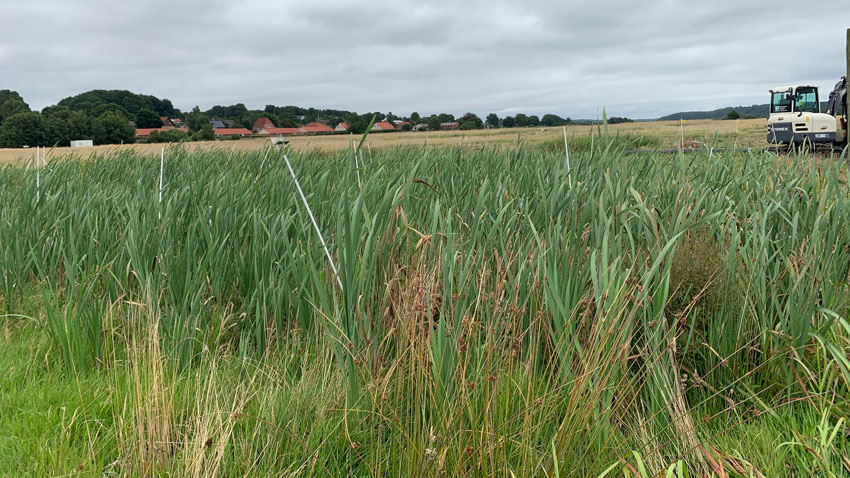 Plantet dunhammerkultur ved Vejrumbro 9. august 2022