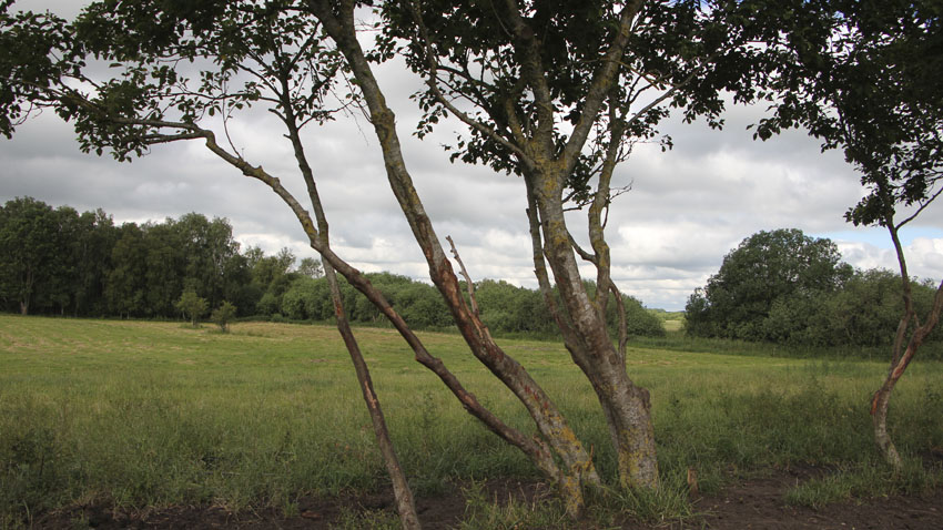 Billede fra den sydøstlige del af området, nordøst for vandløbet (0,5 – 0,75 m til grundvandsspejl). Bagved skimtes kratpartier med 0 – 0,25 m til grundvandsspejl.