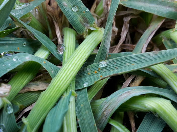 Bygrust i vinterbygsorten KWS Kosmos i registreringsnettet ved Ringsted fotograferet 19. april 2021 af Irene Skovby Rasmussen, VKST