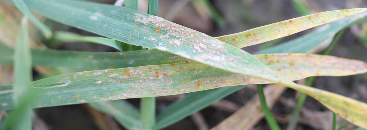 Tidlige angreb af meldug og bygrust i vinterbyg i foråret 2019. Smittetrykket er generelt set lavere i dette forår end i foråret 2019.