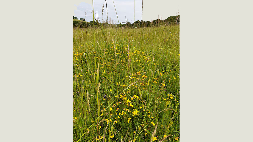 Hjemmehørende blomstrende urter er vigtige for biodiversiteten og kan hjælpes på vej med udsåning