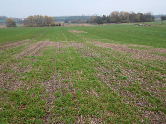 Angreb af aksløberlarver i engrapgræs.