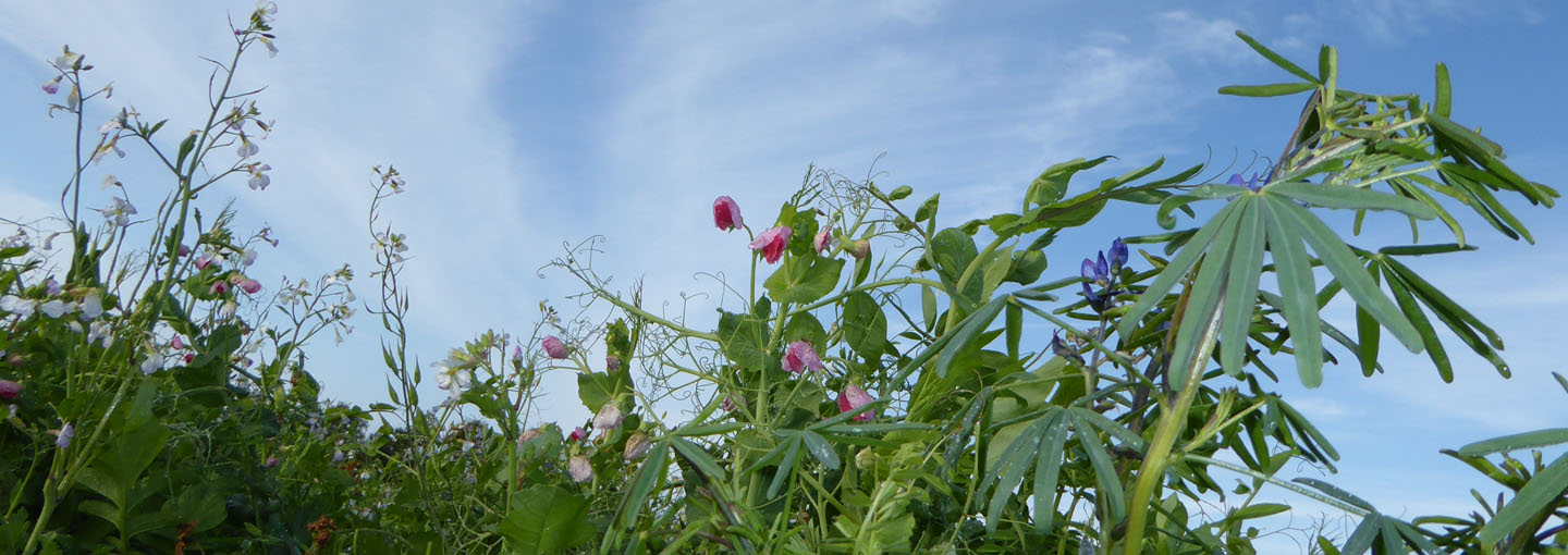 World Soil Day – Jordbundens dag