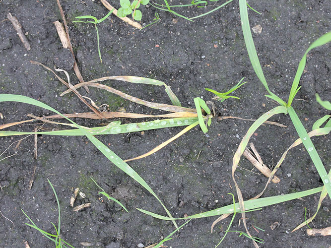  Gule blade som følge af afbidte blade.