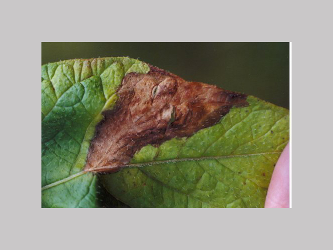 Gråskimmel - kan forveksles med angreb af kartoffelskimmel. Gråskimmel sporulerer både på over og underside af bladet.