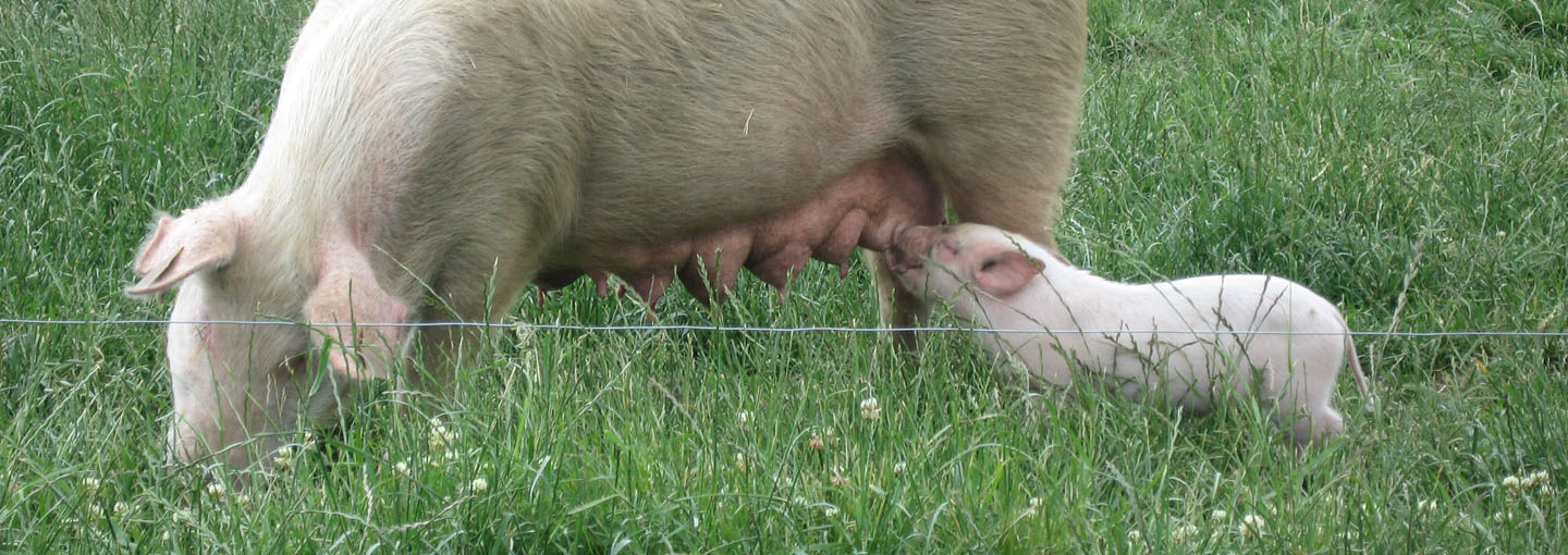 Omlægning til økologisk svineproduktion kræver grundig planlægning