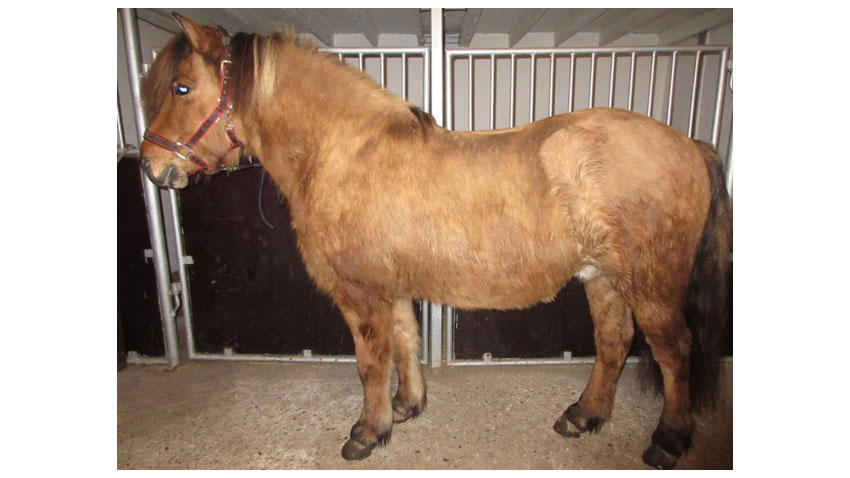 En noget kraftig kvadratisk Islænder vallak