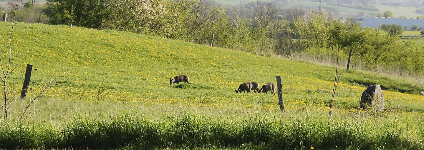 Græssende vildt på græsmark med gule blomster