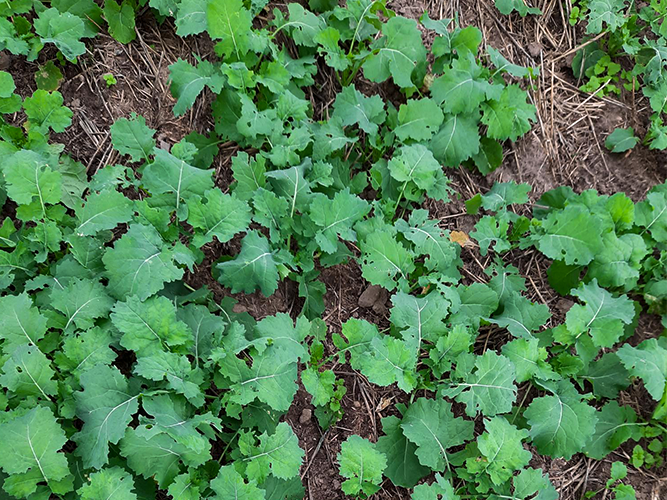 Raps uden udlæg i forsøg 003 fotograferet 20. september 2021 af Peter Schmidt Nielsen, Velas.