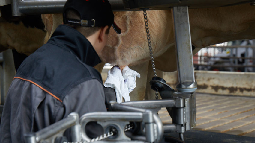 #748.2_gode_malkerutiner_kvægbesætning