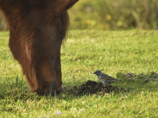 Larver i hestepærer står virkelig højt på stærens menukort. 