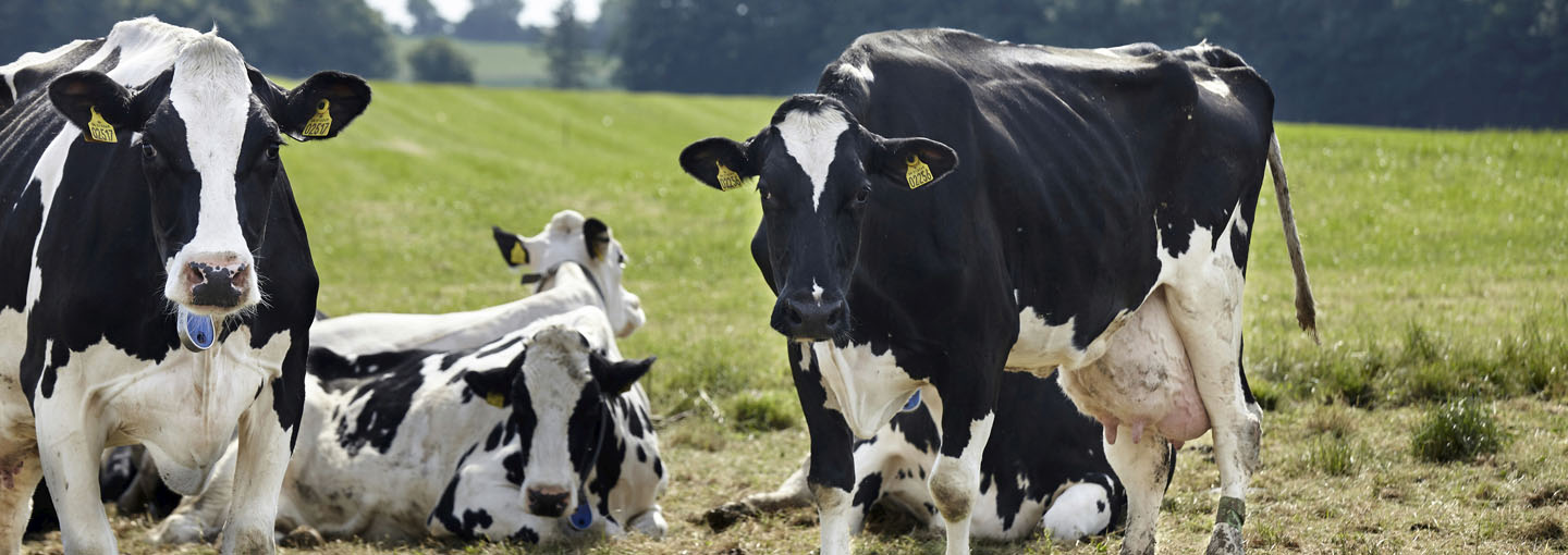 På temasiden om Salmonella Dublin får du overblik og viden om sanering for Salmonella i kvægbesætninger.