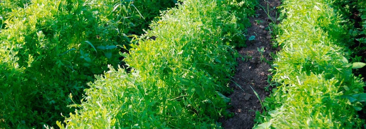 Rækker af havefrøplanater