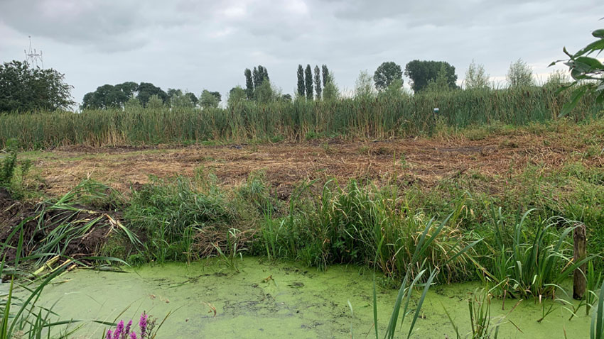 Søkant med vellykket dunhammerkultur, udplantet i Holland