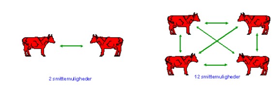 Figur 2: To kalve opstaldet sammen vil have to smittemuligheder, mens fire opstaldende kalve vil have 12 smittemuligheder (Figur venligst udlånt af Professor Hans Houe, LIFE, Københavns Universitet).