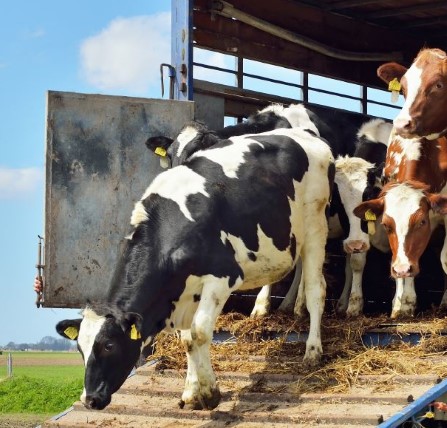 Få anbefalinger med fotos i Fødevarestyrelsens guide om transport af halte og magre køer.