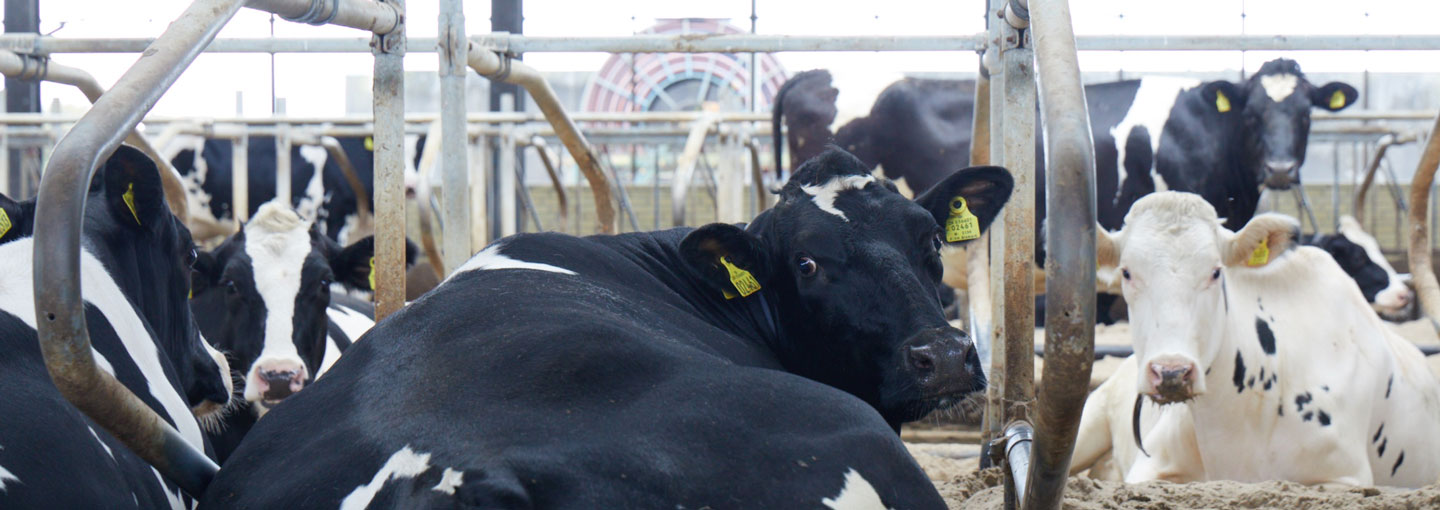 Køer i stald