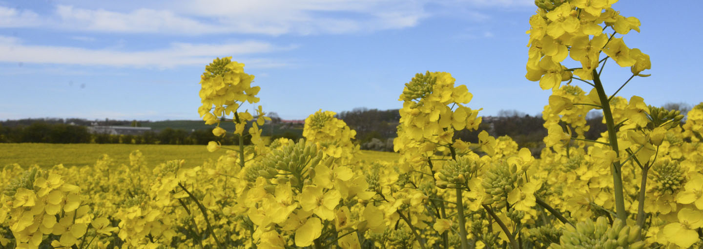 Gule blomstrende økologiske vinterraps