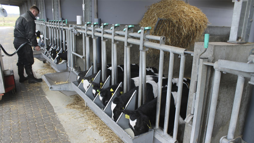 Mand fodrer kalve med mælk i stald