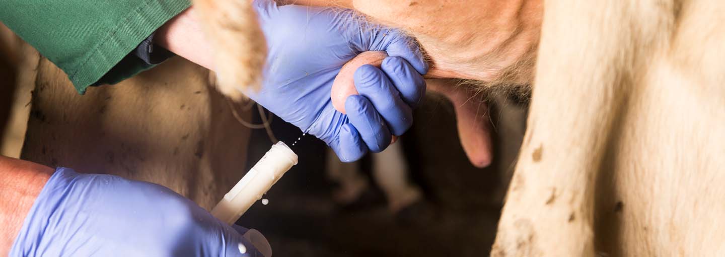 Mælkeprøver ved goldning og efter kælvning af i alt 500 køer skal afsløre, hvilken effekt goldning med antibiotika har på bakterieforekomsten